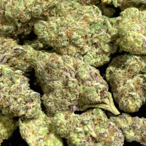 Purple Stardawg