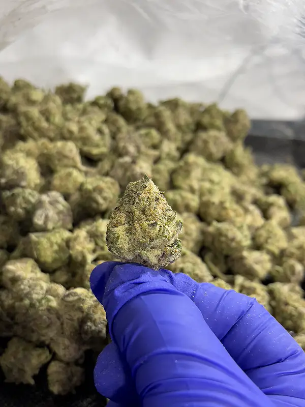 Cherry Cake - Hybrid Strain - 36.11% THCa