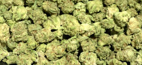 Hawaiian Haze Sativa Strain