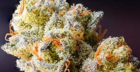 7 Uplifting Sativa THCa Strains to Try This Month @ HighHippy.com Blogs