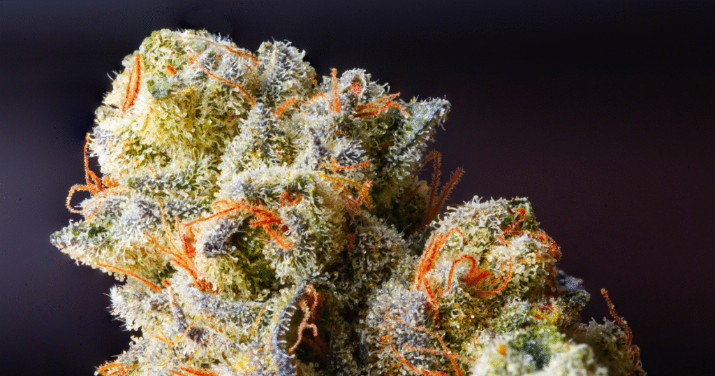 Sativa THCa