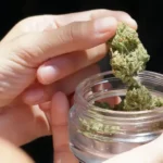 Stash Tips: How to Store THCa Flower to Keep It Fresh @ HighHippy.com Blogs
