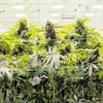 THCa Strength vs THC: Which Gets You Higher? @ HighHippy.com Blogs