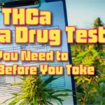 Can THCa Fail a Drug Test is a common question due to the confusion about cannabis? What to Know Before Toking the best flower online is learned at HighHippy blogs!